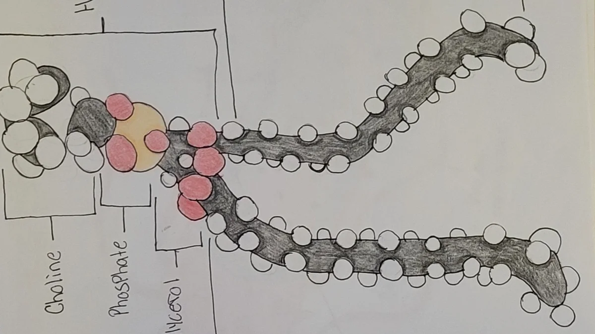 Phospholipid