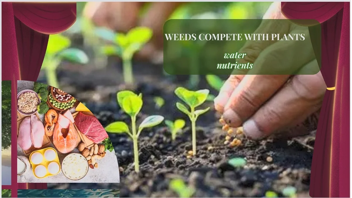 MULCH - A Modern Agricultural Solution