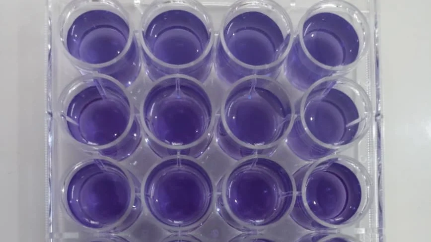 Evaluation of Antibiofilm Activity of Tocotrienol-Rich Fraction Against Streptococcus mutans