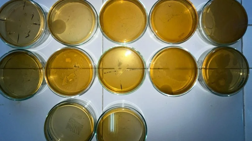 Microbiological Quality Testing of Mango Chips